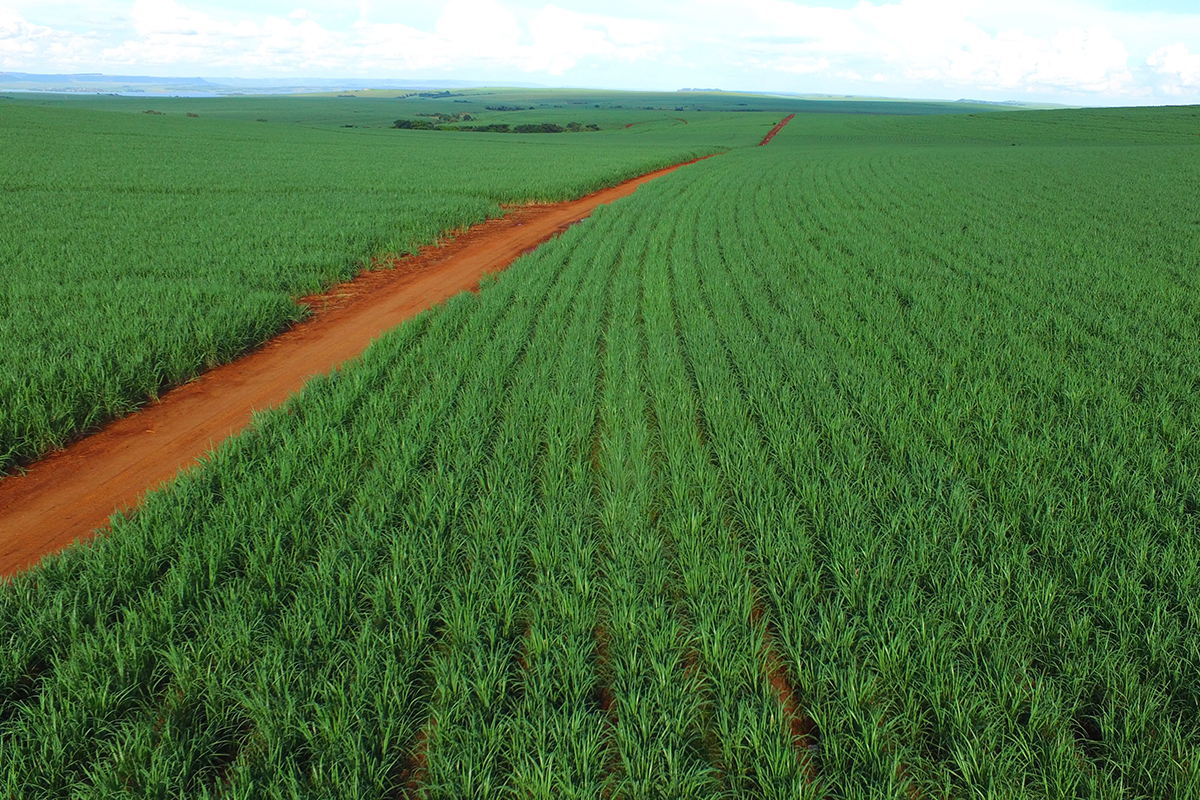 Brazilian sugar cane fields